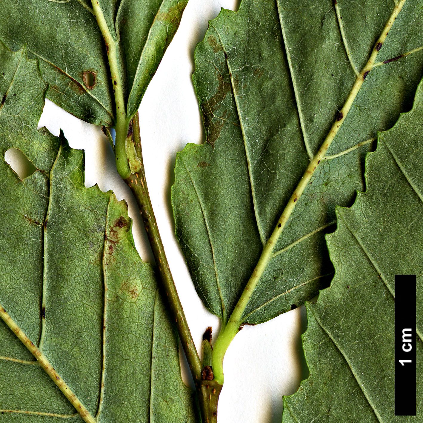 High resolution image: Family: Nothofagaceae - Genus: Nothofagus - Taxon: ×dodecaphleps (N.alpina × N.obliqua)